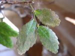 bonsai 005r.jpg