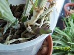100_1052.JPG