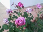 Imagen(227).jpg