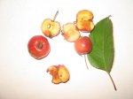 manzanitas.JPG