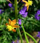 Bulbine frutescens.jpg