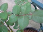 rosal 1.JPG