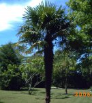 otra palmerita.JPG