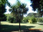 palmerita.JPG