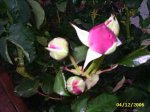 PIC_0168.JPG