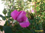 PIC_0091.JPG