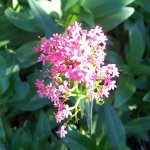 FLOR ROSA HOJA VERDE CLARA 1.jpg