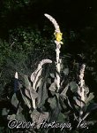 Inglaterra - verbascum bombyciferum.jpg