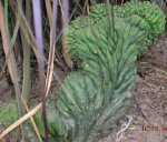 cactus 1.jpg
