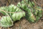 cactus 2.jpg