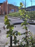 pc110004.jpg