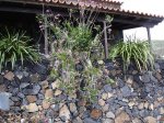 DSC00611.JPG