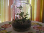 minijardin1.jpg