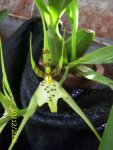 Brassia 006.jpg