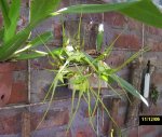 Brassia 002.jpg
