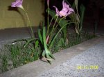 100_9271.JPG