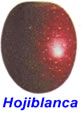 hojiblanca.jpg