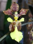 Oncidium herzogii.jpg
