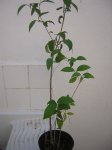 árbol 2.jpg