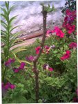 FLORES 017.jpg