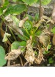FOTO HORTENSIA.jpg