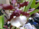 Imagen054.jpg
