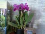 Imagen022.jpg