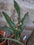 planta Oeceoclades maculata.jpg