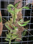 planta Oncidium herzogii.jpg