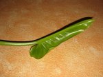 IMG_0117.JPG