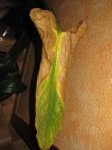 IMG_0118.JPG