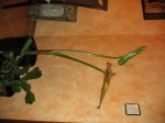 IMG_0119.JPG