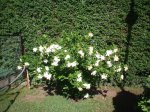 GARDENIA NOV 2006.JPG