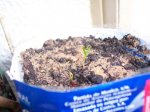 planta 039.JPG