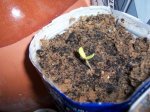 planta 040.jpg