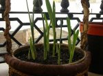 irsi y freesias.JPG