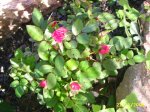 PIC_0043.JPG