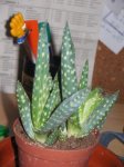 cactuss.JPG