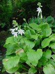 hosta plantaginea grandiflora.jpg