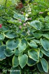 Hosta sieboldiana.jpg
