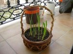 iris y freesias I.JPG