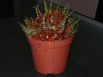 cactus navidad I.JPG