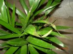areca 001.jpg