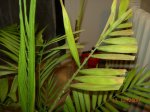 areca 002.jpg