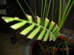 areca 003.jpg