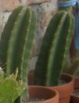 Foto5.jpg