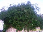 PIC_0076.JPG
