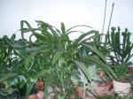 crinum 2.jpg