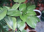 hosta.jpg