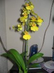 oncidium.JPG